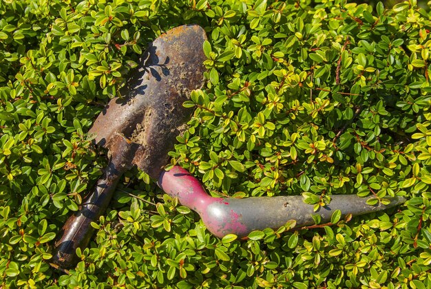 Photo close-up of pipeline amidst plants