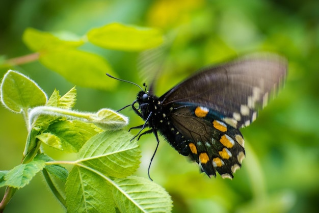 Close up of Pipevine swallowtail Battus philenor fluttering its wings while resting on a green plant California