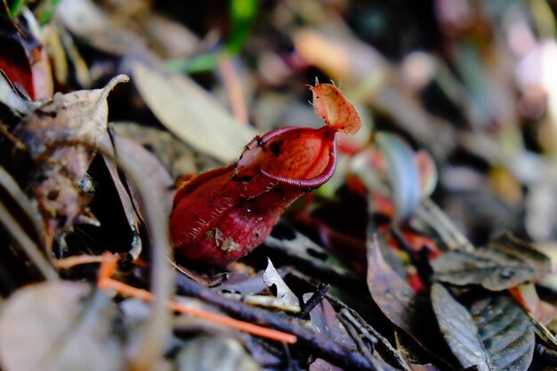 Foto prossimo piano di una pianta in brocca che cresce sul campo