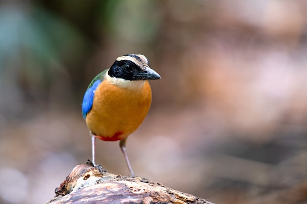 Close up Pitta Bird