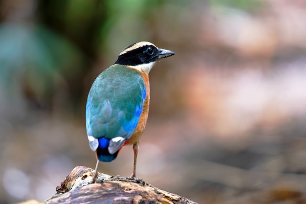 Close up Pitta Bird