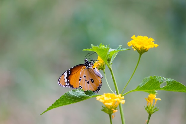 플레인 타이거 Danaus chrysippus 나비가 자연의 녹색 식물에 쉬고 있습니다.