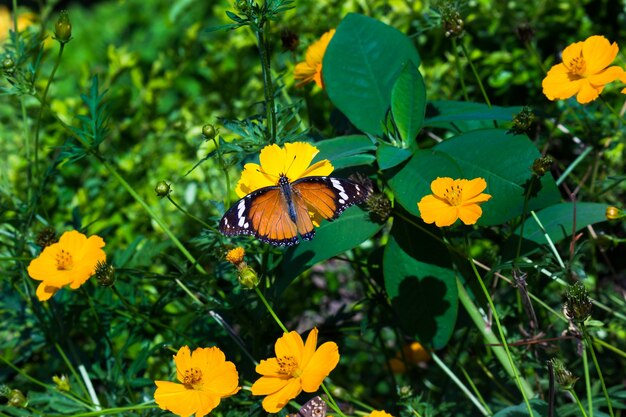 Close up plain tiger danaus chrysippus farfalla fiore in visita in natura in un parco pubblico