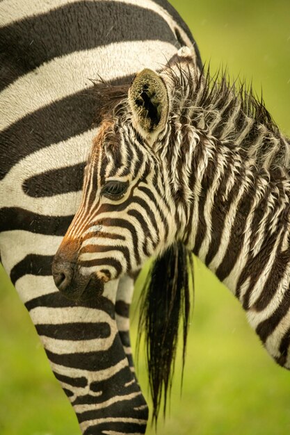 Foto close-up di un puledro di zebra delle pianure accanto alla madre