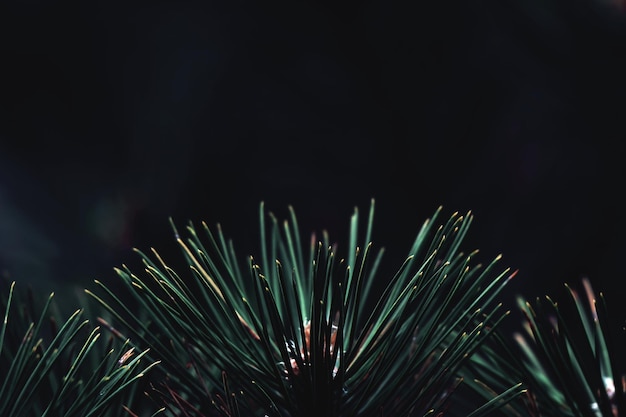 Photo close-up of plant against black background