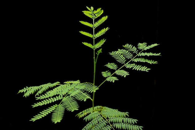 Photo close-up of plant against black background