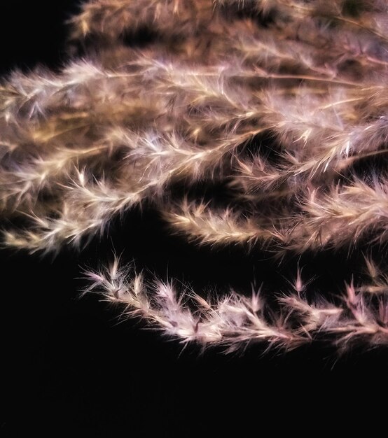 Photo close-up of plant against black background