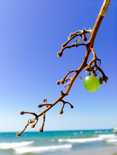 Foto prossimo piano dell'impianto sullo sfondo blu