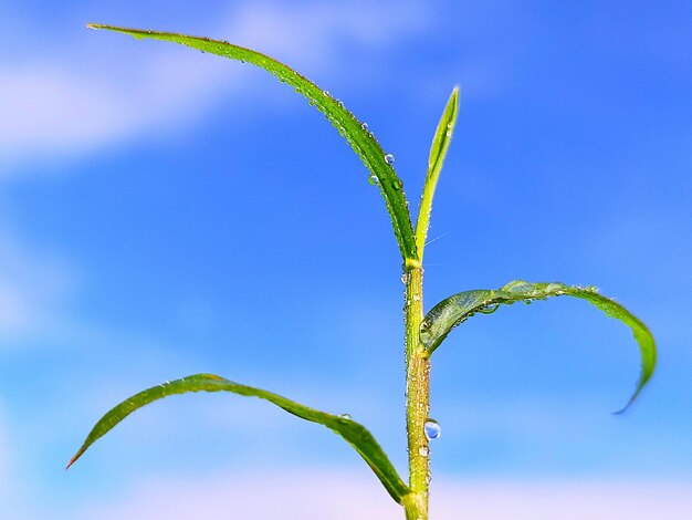 Close-up of plant against blue sky