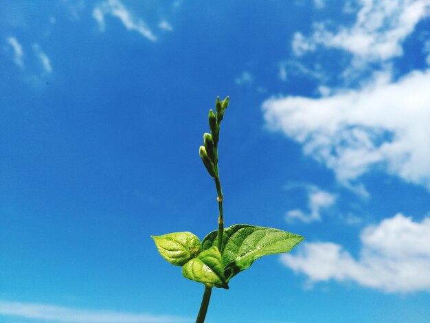 Close-up of plant against blue sky