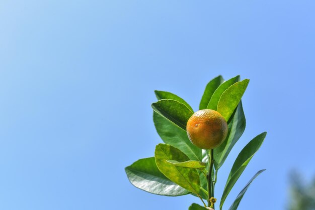 Close-up of plant against blue sky