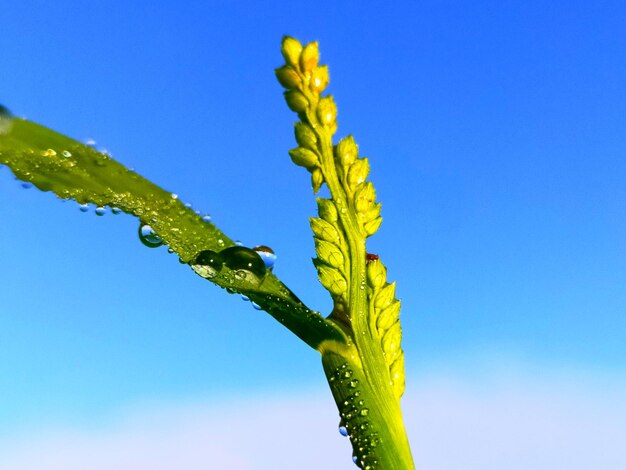 Close-up of plant against blue sky