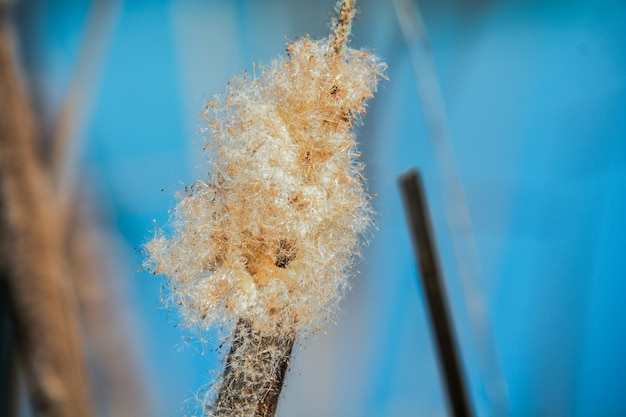 Close-up of plant against blue sky