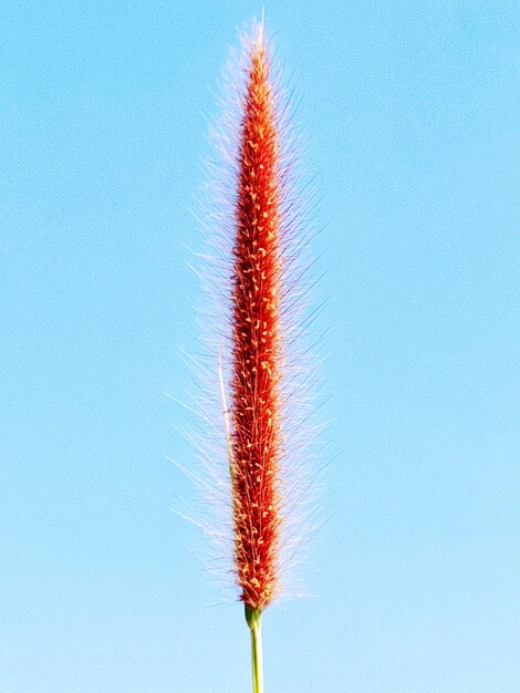 Photo close-up of plant against blue sky