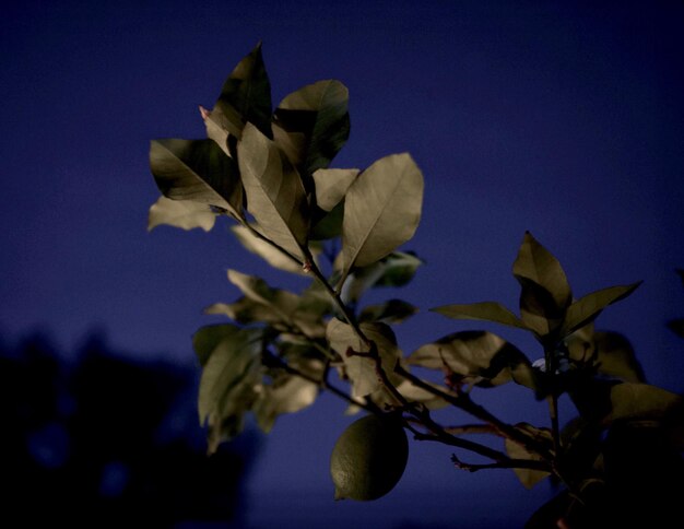 Close-up of plant against blue sky