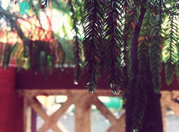 Close-up of plant against blurred background