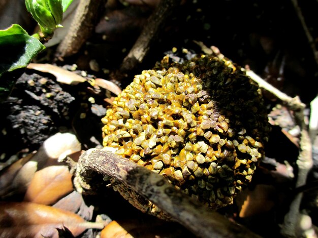 Photo close-up of plant against blurred background