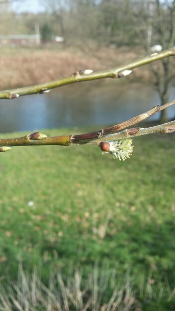 Close-up of plant against blurred background