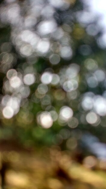 Close-up of plant against blurred background