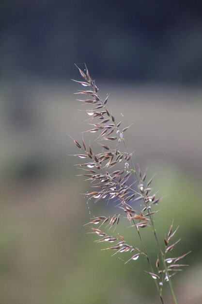 Close-up of plant against blurred background