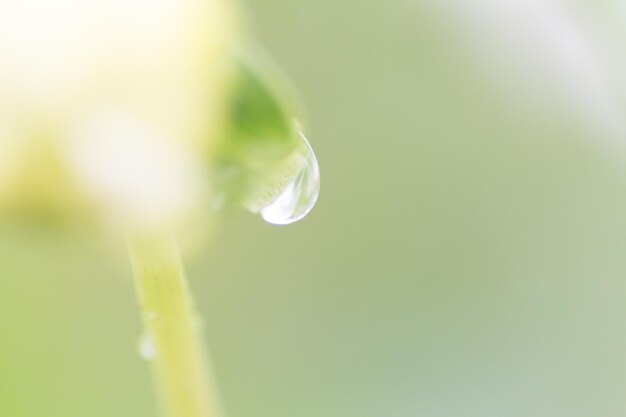 ぼんやりした背景の植物のクローズアップ