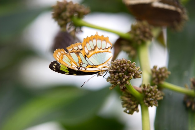 Photo close-up of plant against blurred background