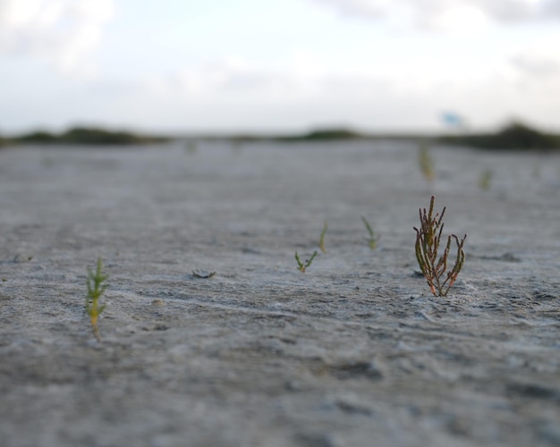 Close-up of plant against blurred background