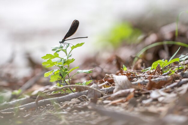 Close-up of plant against blurred background