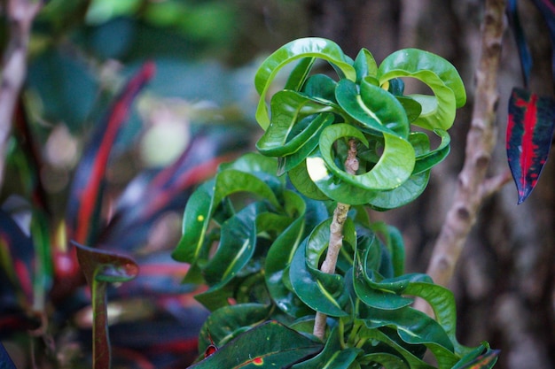 Close-up of plant against blurred background