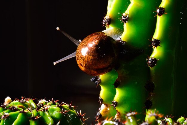 Photo close-up of plant against blurred background