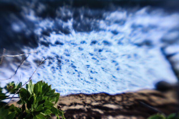 Photo close-up of plant against blurred background