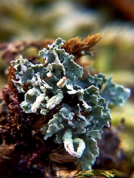 Photo close-up of plant against blurred background