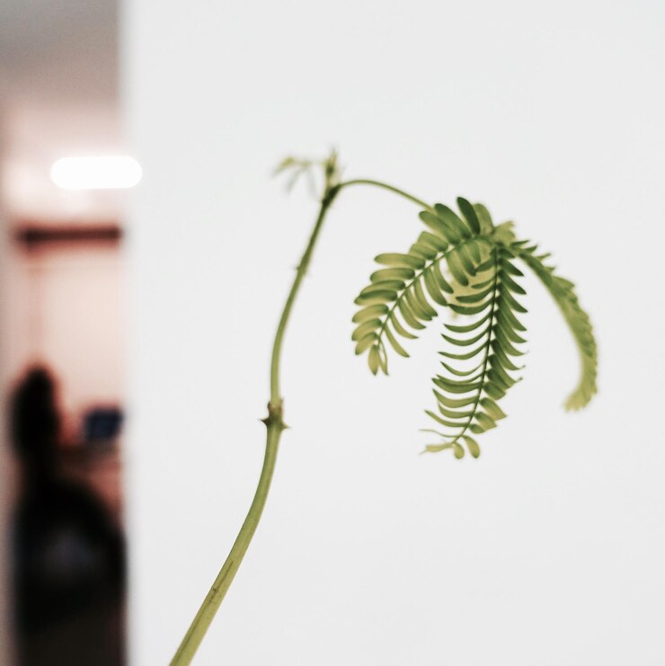 Photo ぼんやりした背景の植物のクローズアップ