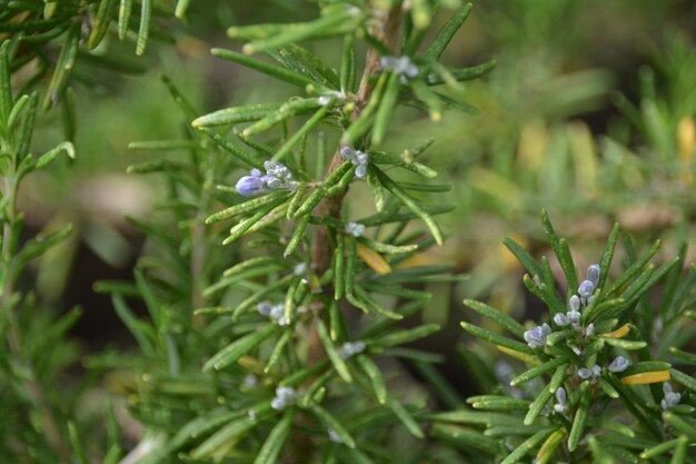 Photo close-up of plant against blurred background