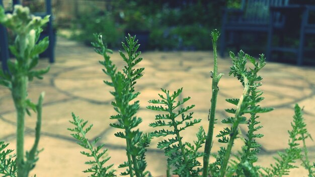 Close-up of plant against blurred background