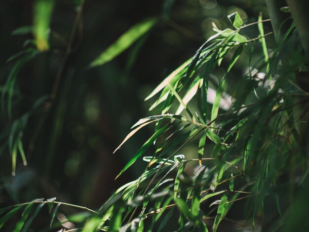 Close-up of plant against blurred background