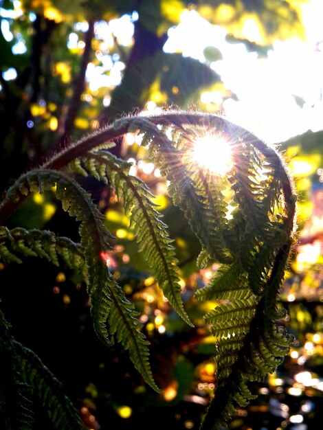 Photo close-up of plant against blurred background