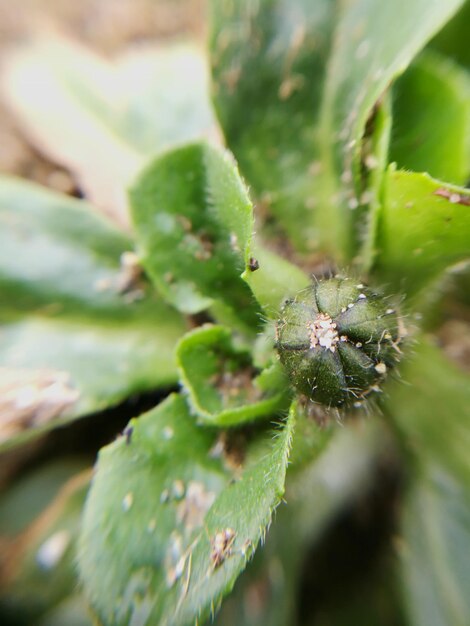 Close-up of plant against blurred background