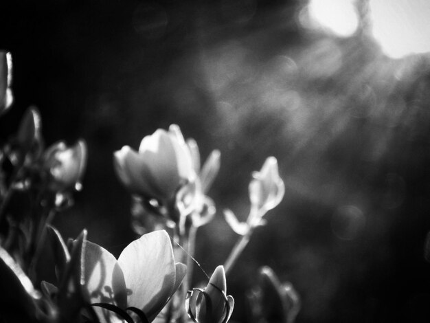 Close-up of plant against blurred background