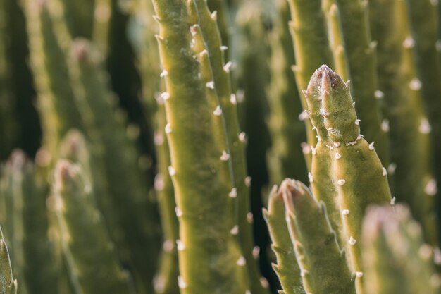 Photo close-up of plant against blurred background