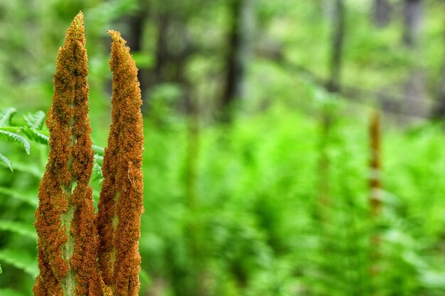 Close-up of plant against blurred background