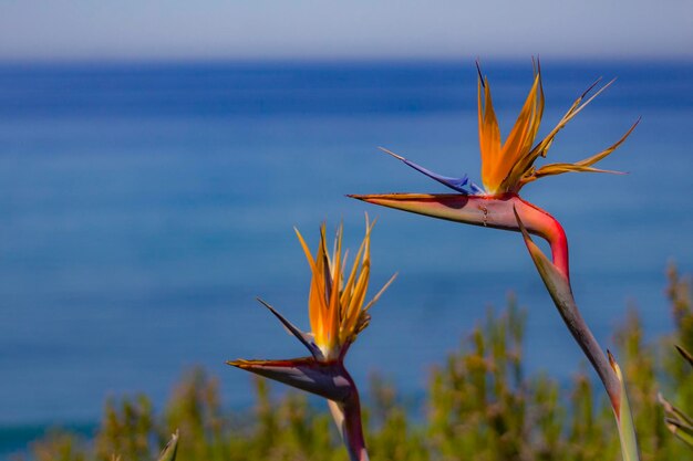 Close-up of plant against blurred background