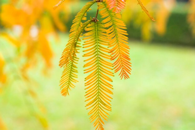 Close-up of plant against blurred background