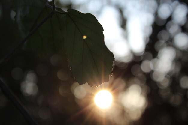 Photo close-up of plant against blurred background