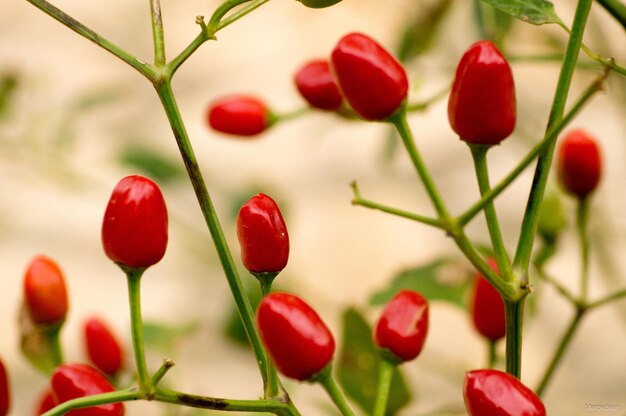 Close-up of plant against blurred background