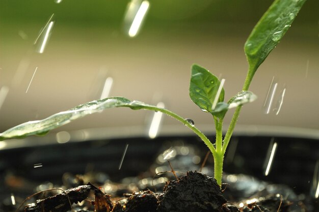 Close-up of plant against blurred background