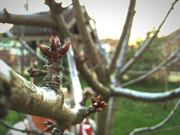 Close-up of plant against blurred background