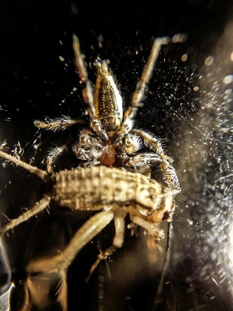 Foto prossimo piano dell'impianto contro uno sfondo sfocato