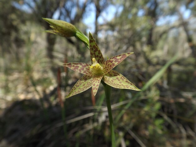 Photo close-up of plant against blurred background