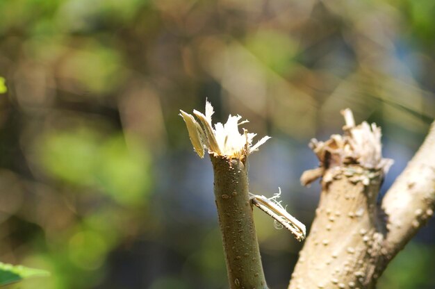 Close-up of plant against blurred background